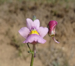 Nemesia fruticans