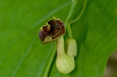 Aristolochia macrophylla