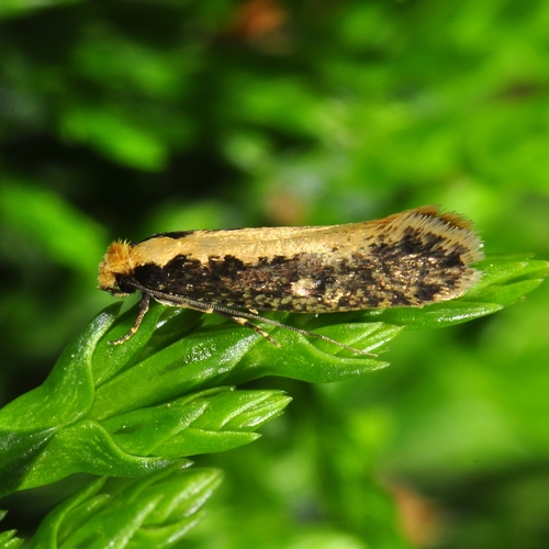 Monopis crocicapitella