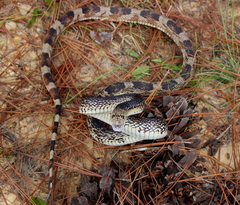 Pituophis melanoleucus mugitus