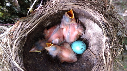 Strazdas giesmininkas nuotrauka