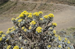 Helichrysum trilineatum