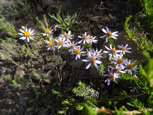 Felicia filifolia subsp. filifolia image