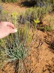 Bulbine lagopus