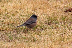 Junco hyemalis mearnsi