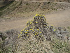 Helichrysum trilineatum