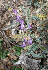 Astragalus tephrodes