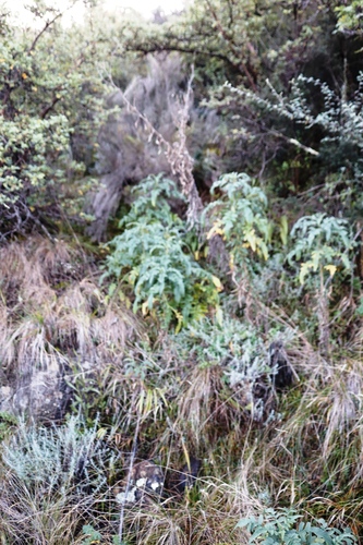 Image of Heteromma decurrens by (c) Tony Rebelo, some rights reserved (CC BY-SA)
