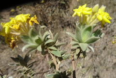 Lasiosiphon polyanthus