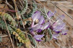 Astragalus tephrodes