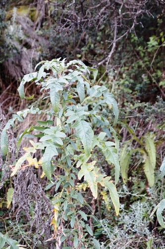 Image of Heteromma decurrens by (c) Tony Rebelo, some rights reserved (CC BY-SA)