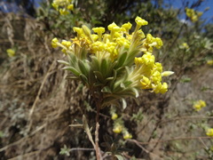 Lasiosiphon polyanthus