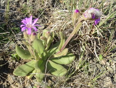 Senecio macrocephalus