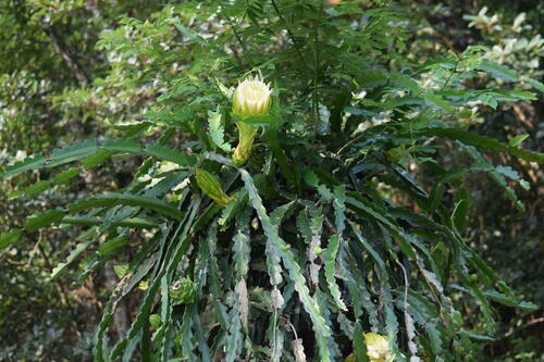 Hylocereus guatemalensis