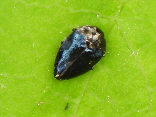 Pachyschelus nicolayi