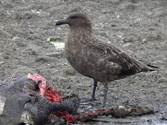 Brown Skua photo 3