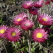 Helichrysum vernum - Photo (c) Philippe RABAUTE, algunos derechos reservados (CC BY-NC), subido por Philippe RABAUTE