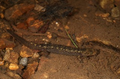 Desmognathus marmoratus