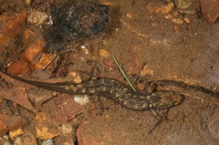 Desmognathus marmoratus