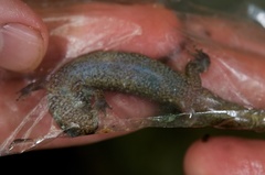 Desmognathus welteri