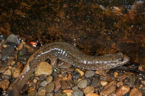 Black Mountain Salamander