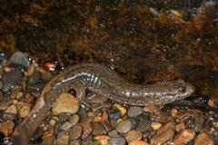 Desmognathus welteri