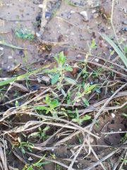 Convolvulus arvensis