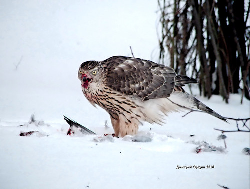 Eurasian Goshawk