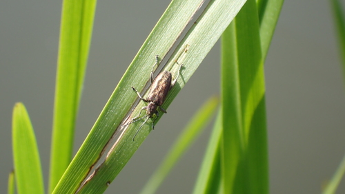 Depressed Aquatic Leaf Beetle, Nieuwegein, Nederland, photo 9 of 10