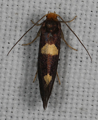Incurvaria oehlmanniella