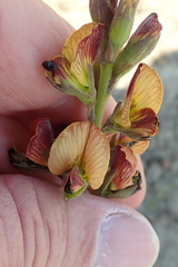 Argyrolobium robustum