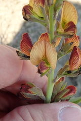 Argyrolobium robustum