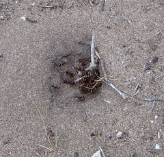 Ocymyrmex barbiger