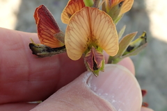 Argyrolobium robustum