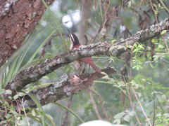 Campylorhynchus chiapensis