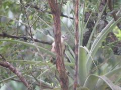 Campylorhynchus chiapensis