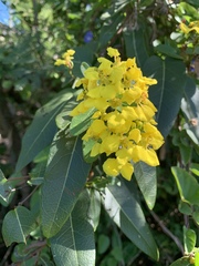 Stigmaphyllon emarginatum