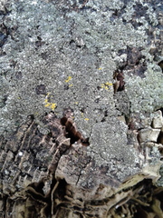 Trapeliopsis flexuosa image