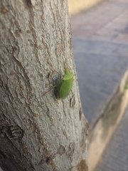 Chlorocoris distinctus