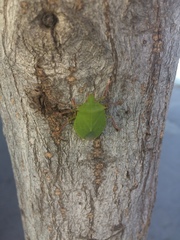 Chlorocoris distinctus