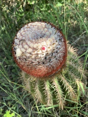 Melocactus intortus