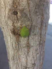 Chlorocoris distinctus