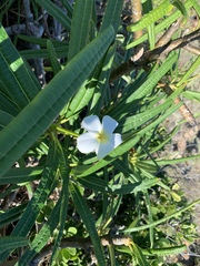 Plumeria alba