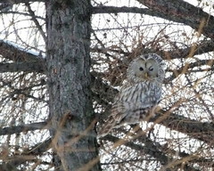 Strix uralensis