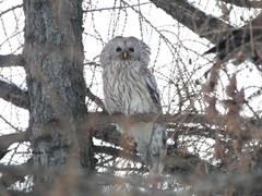 Strix uralensis