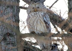 Strix uralensis