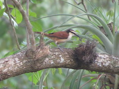 Campylorhynchus chiapensis