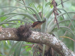Campylorhynchus chiapensis