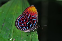 Paralaxita orphna