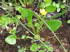Ranunculus ophioglossifolius